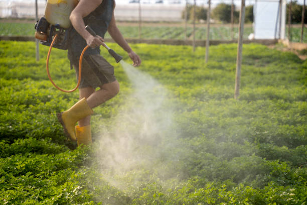 Best Affordable Pest Control Services  in Virginia Beach, VA