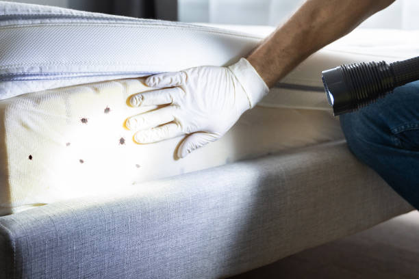 Pest Prevention Services in Virginia Beach, VA